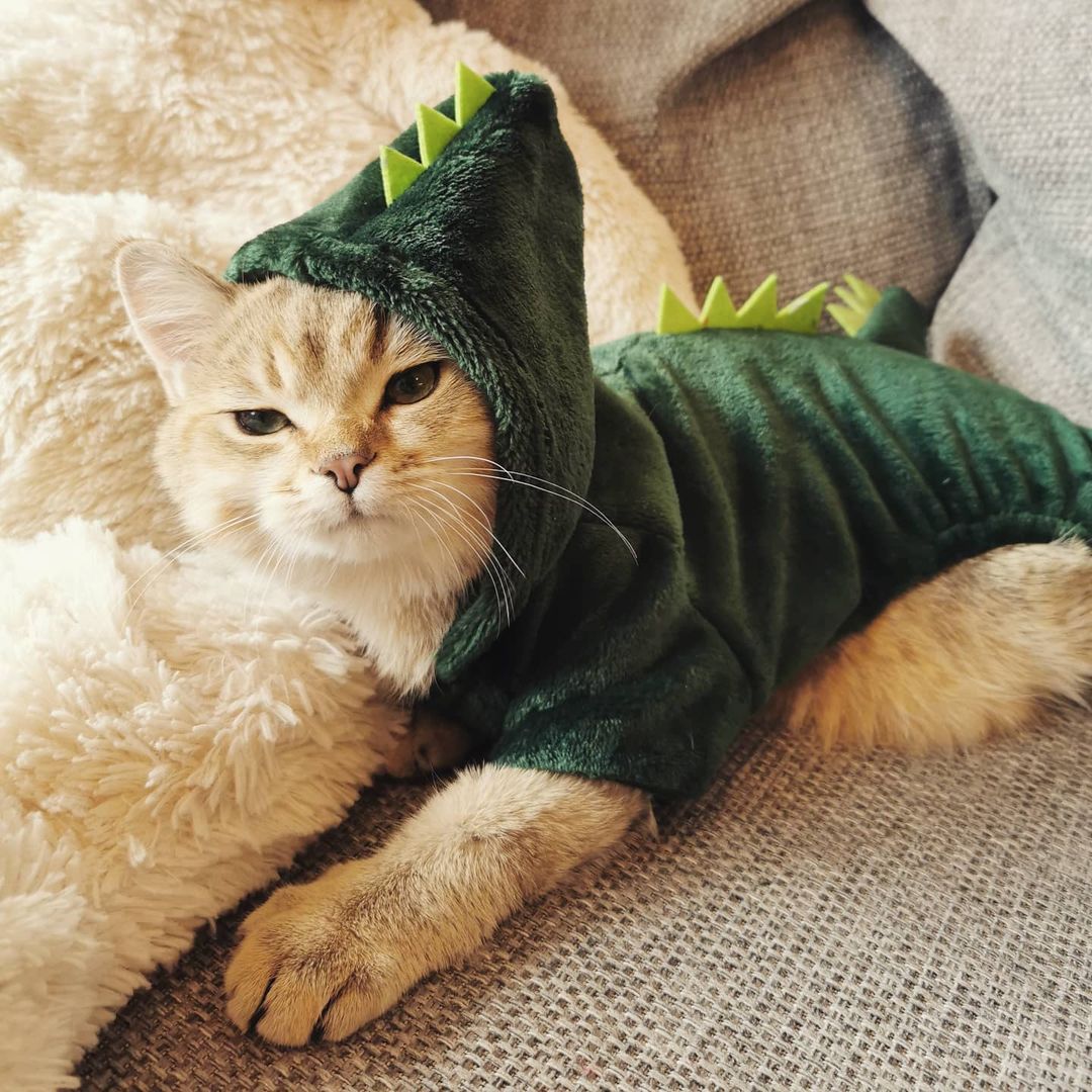 Dinosaur Cat Costume