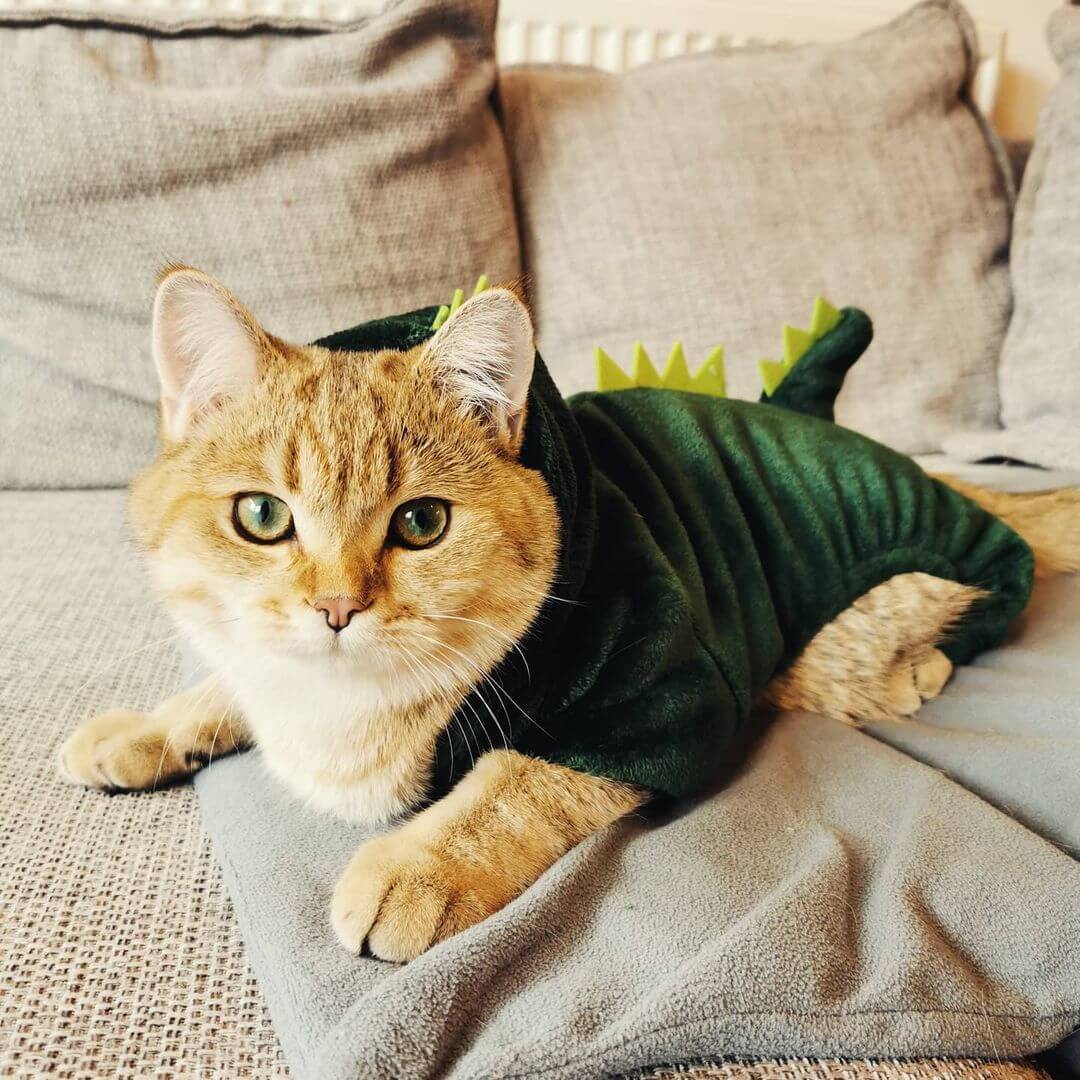 Cat dinosaur costume best sale