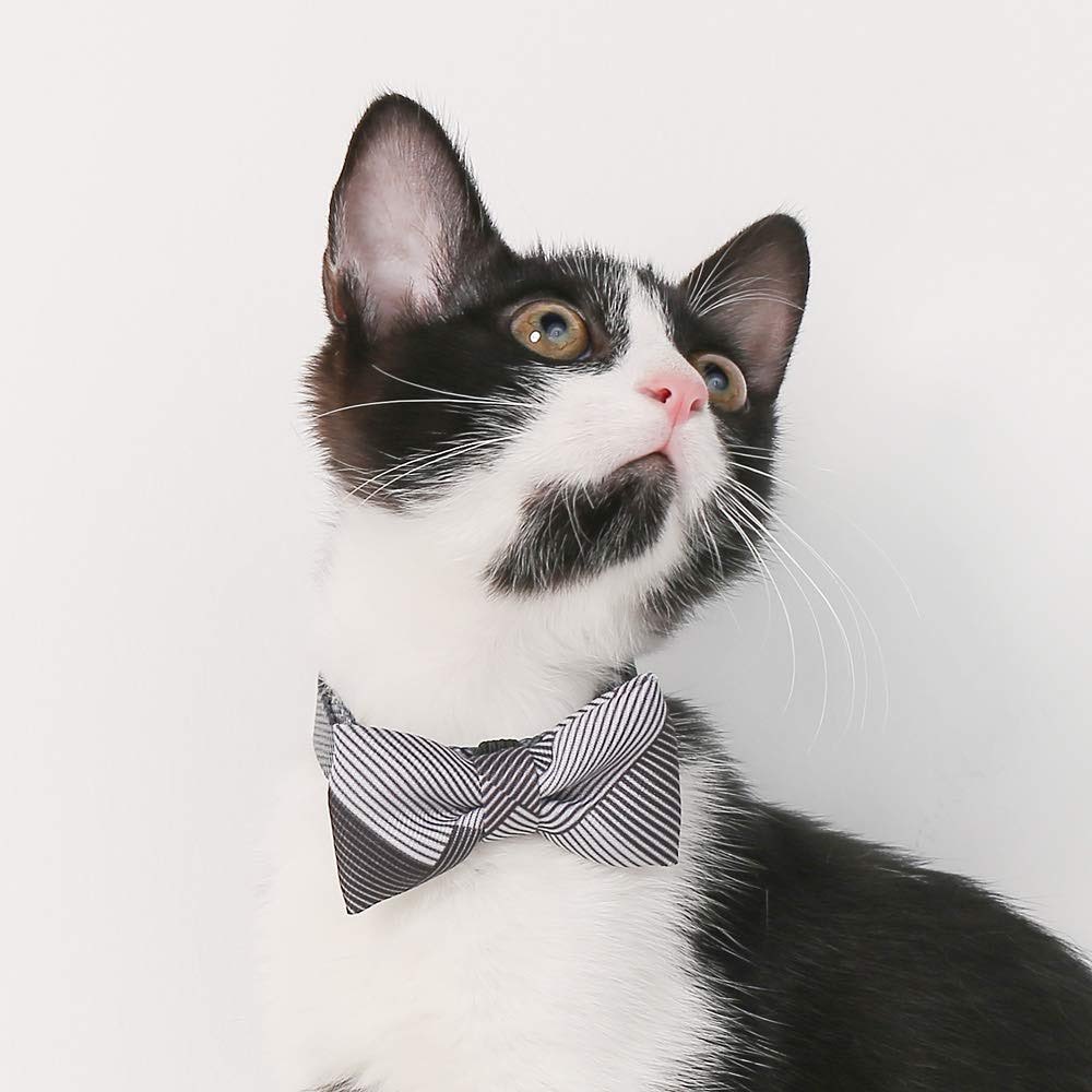 Pidan Classy Stripe Cat Collar - Petites Paws