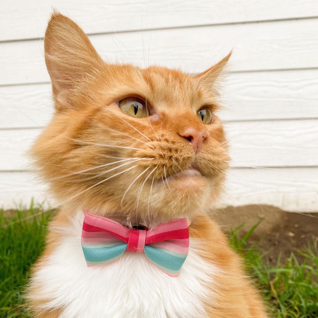 Pidan Pastel Stripe Cat Collar - Petites Paws
