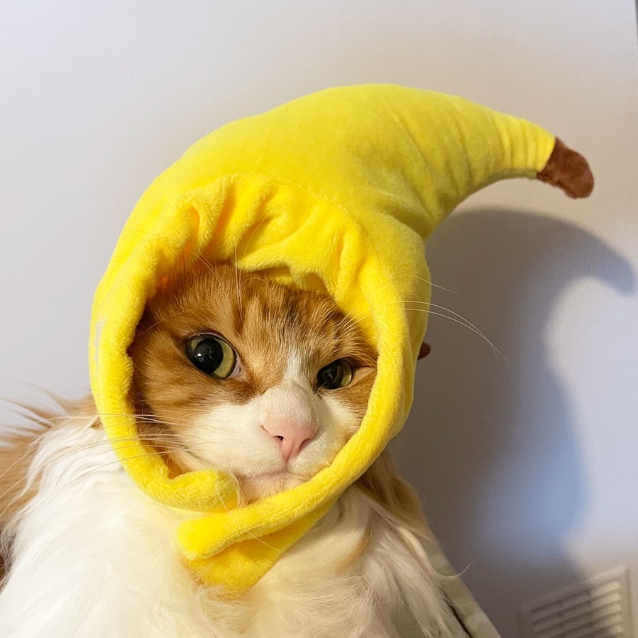 Banana Cat Hat