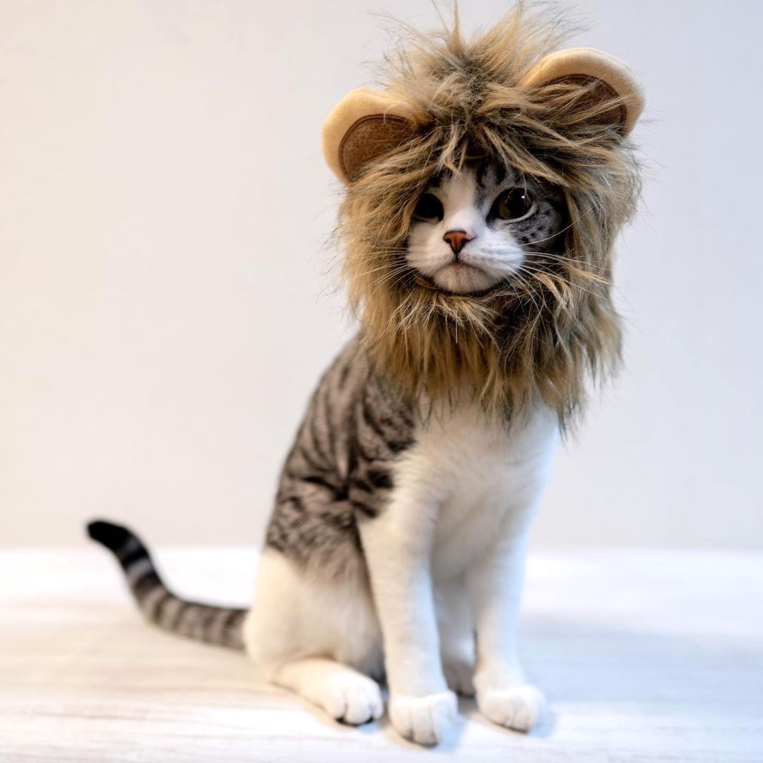 Cat dressed as lion sale