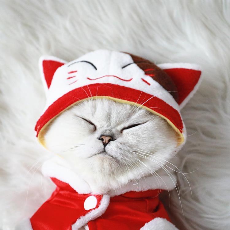Japanese Lucky Cat Costume - Petites Paws