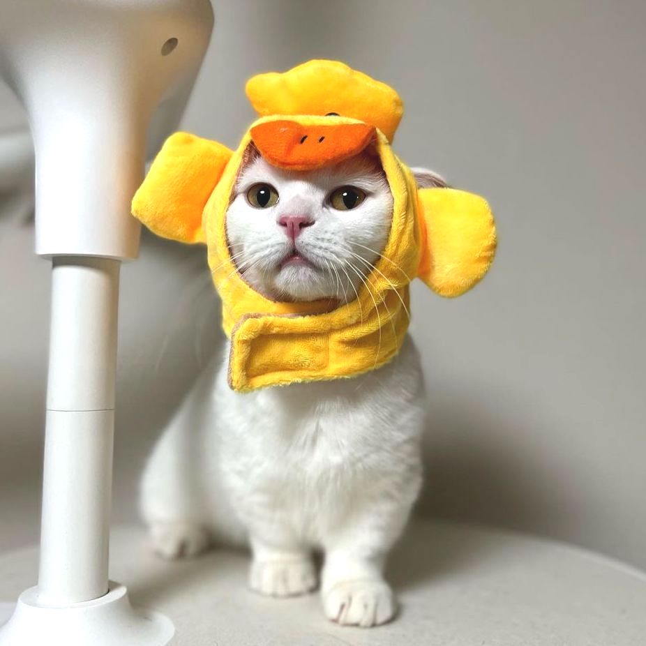 Duck Cat Costume – Petites Paws