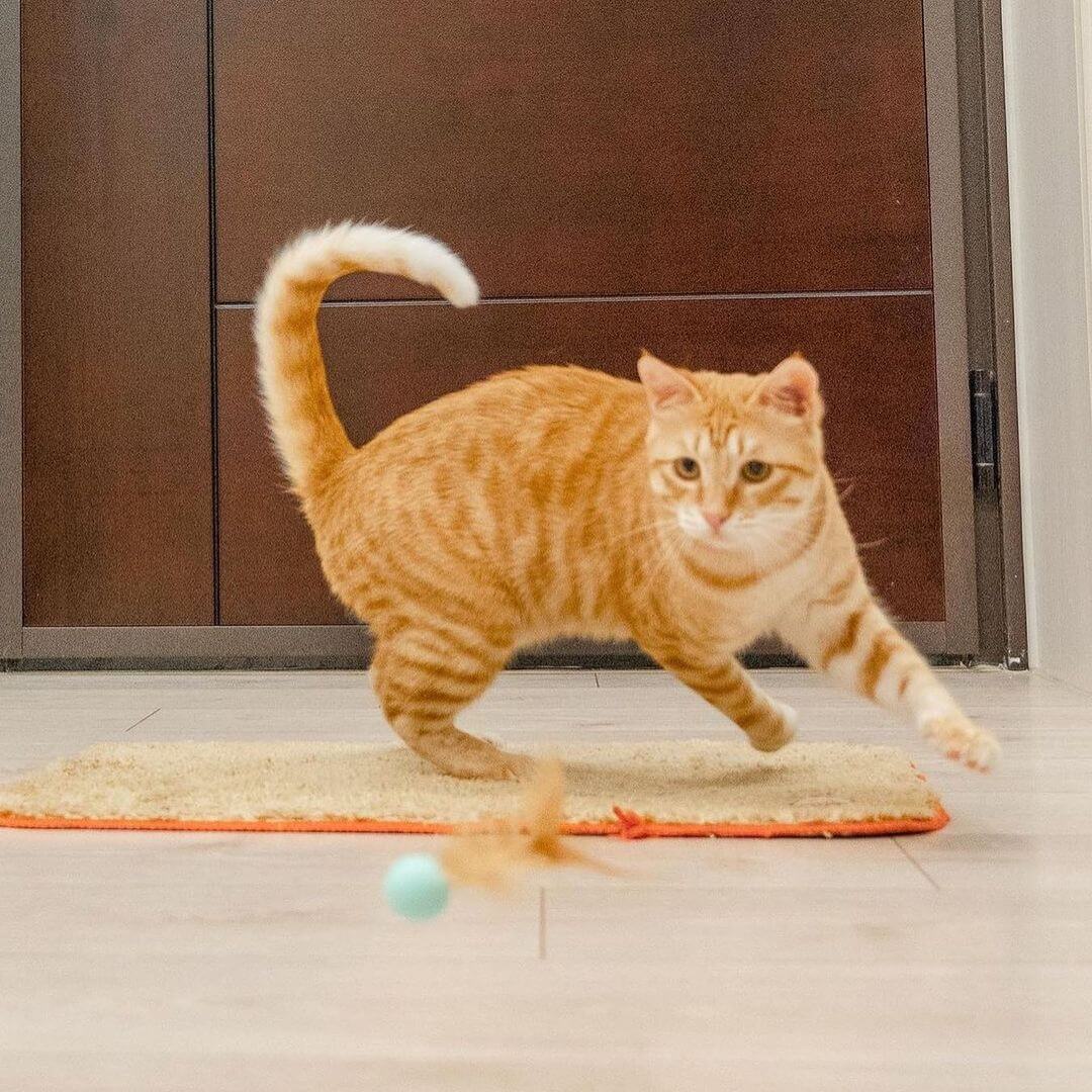 Cat playing bouncy Ball Cat Toy