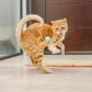 Cat playing bouncy Ball Cat Toy