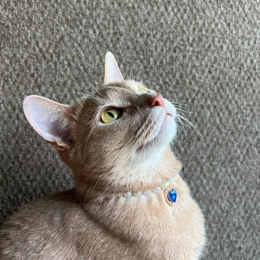 Pearl 2025 cat collar