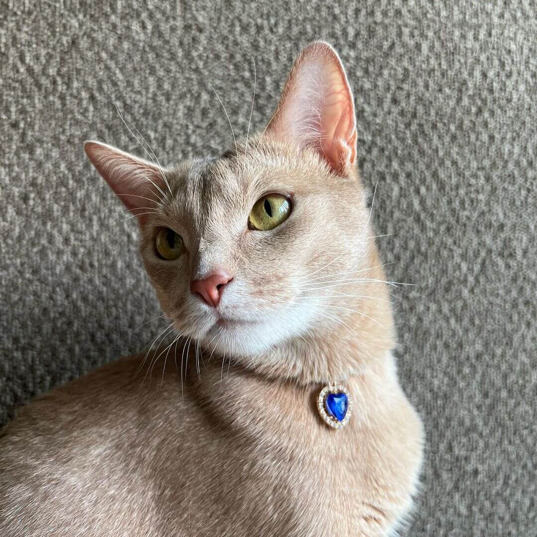Sparkling Gemstone Pearl Cat Collar