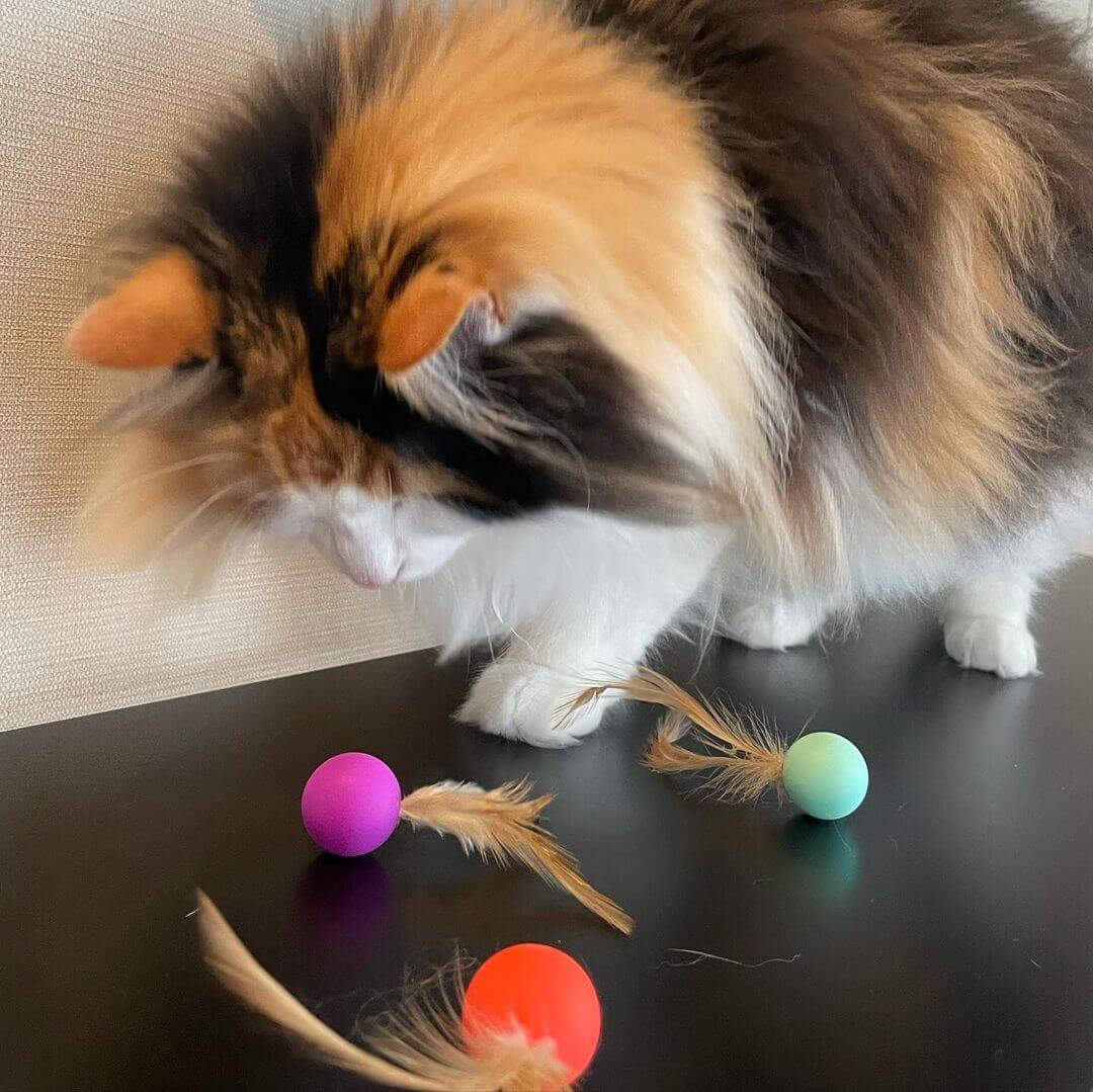 Cat playing bouncy Ball Cat Toy