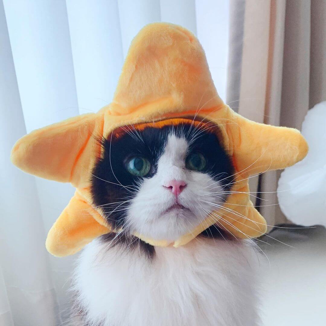 Tuxedo Cat in Star Cat Costume