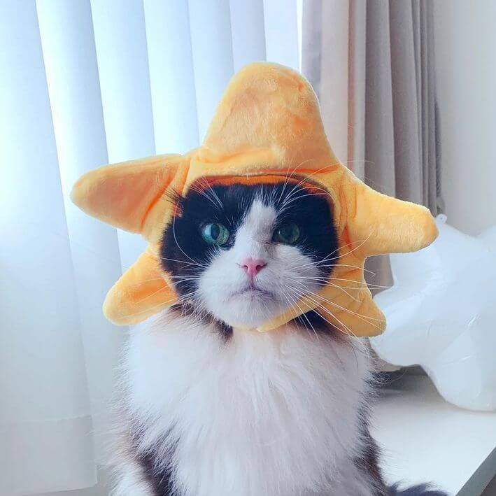 Tuxedo Cat in Star Cat Costume