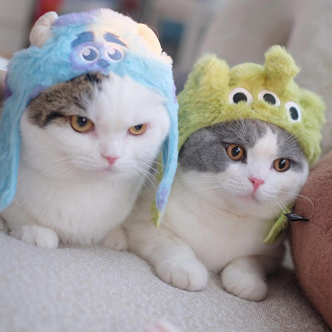 monsters inc costumes Sulley Monsters Inc Cat Costume – Petites Paws