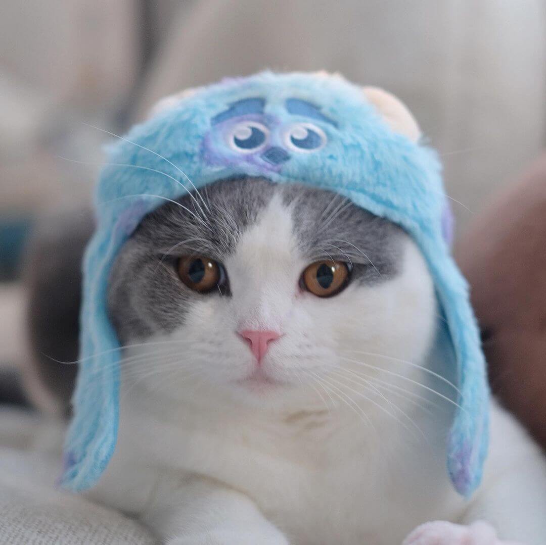 Disney Pixar Sulley Monsters Inc Cat Costume