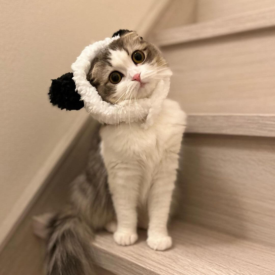 Panda Cat Costume - Petites Paws