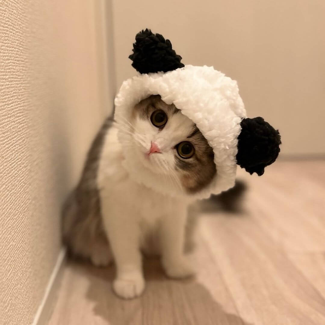 Panda Cat Costume - Petites Paws