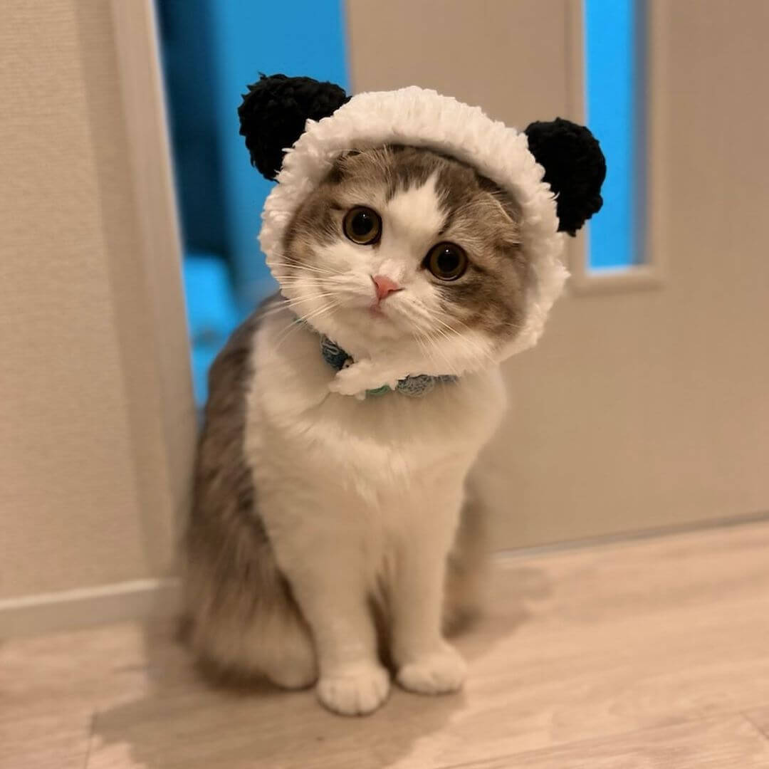 Panda Cat Costume - Petites Paws