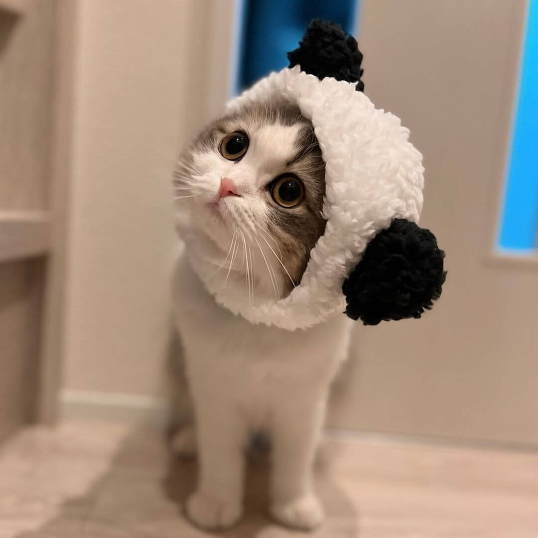 Panda Cat Costume - Petites Paws