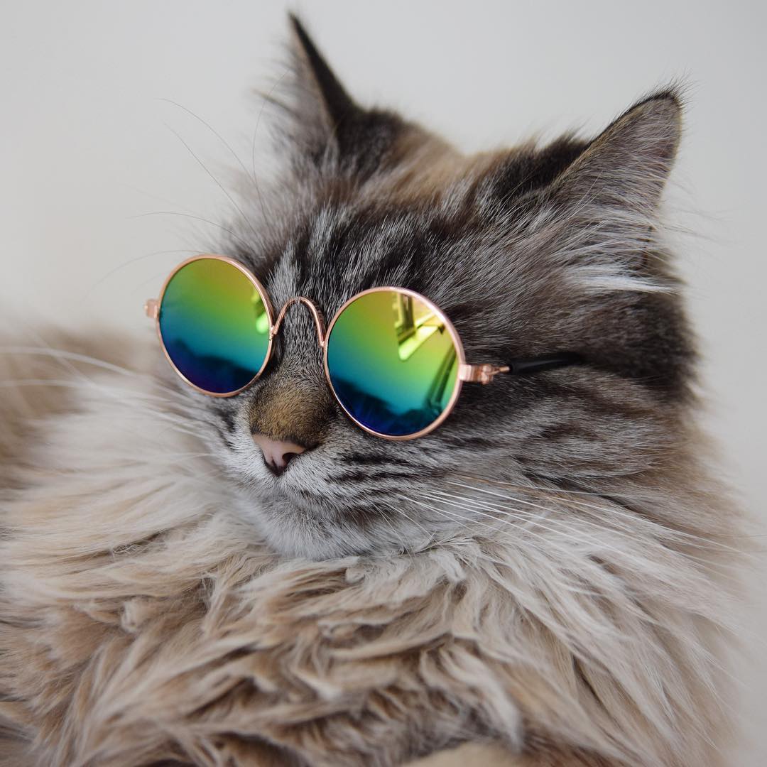 Retro Pet Sunnies