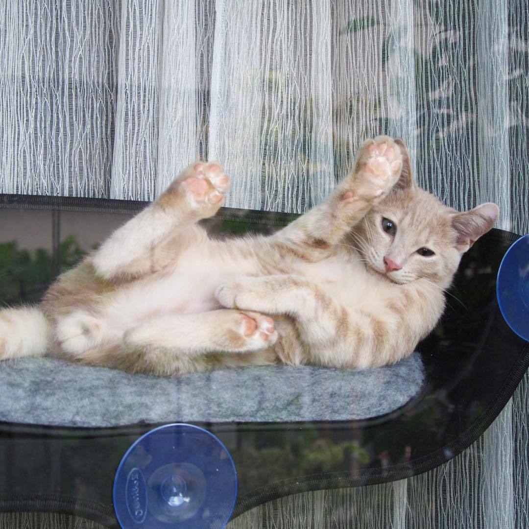 Window Mounted Cat Perch