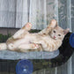 Window-Mounted Cat Perch - Petites Paws