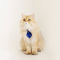Tiger Classic Cat Necktie, Navy Blue - Petites Paws