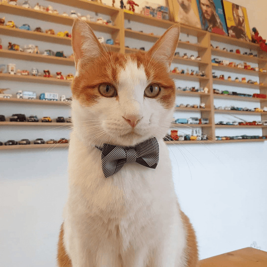 Pidan Classy Stripe Cat Collar
