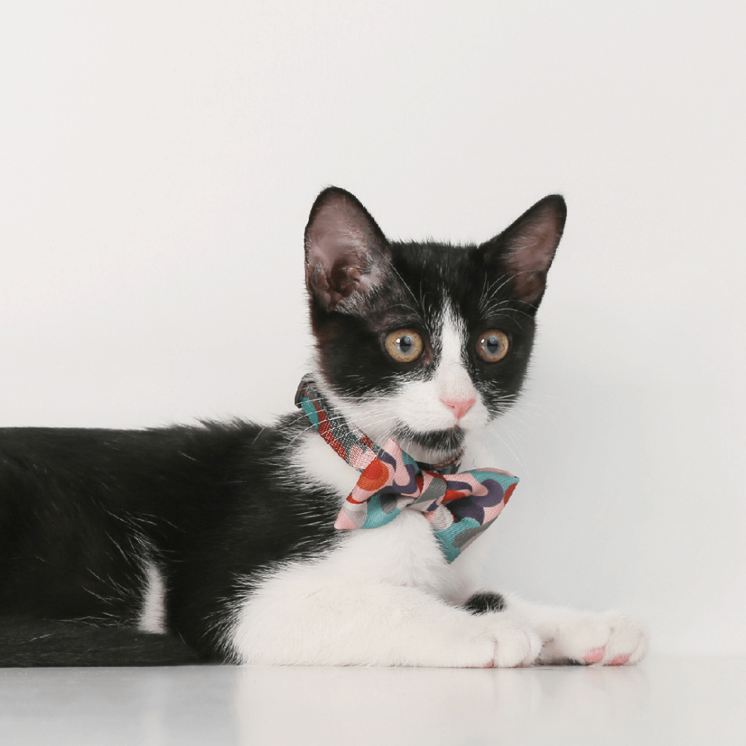 Pidan Dreamy Camouflage Cat Collar