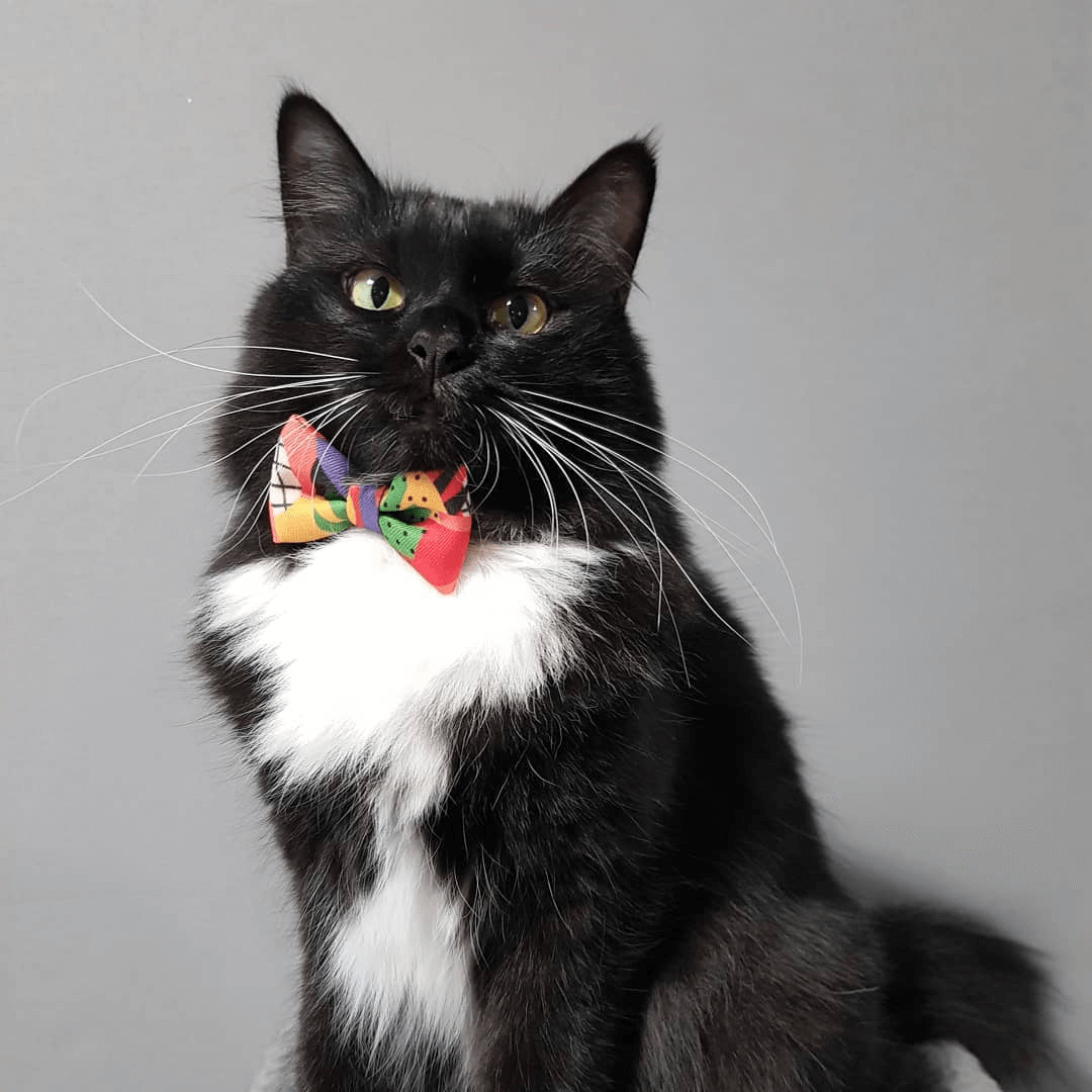 Pidan Modern Abstract Cat Collar