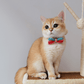 Pidan Pastel Stripe Cat Collar