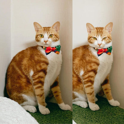 Pidan Modern Abstract Cat Collar - Petites Paws