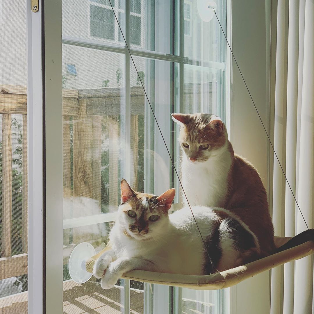 Window-Mounted Cat Hammock