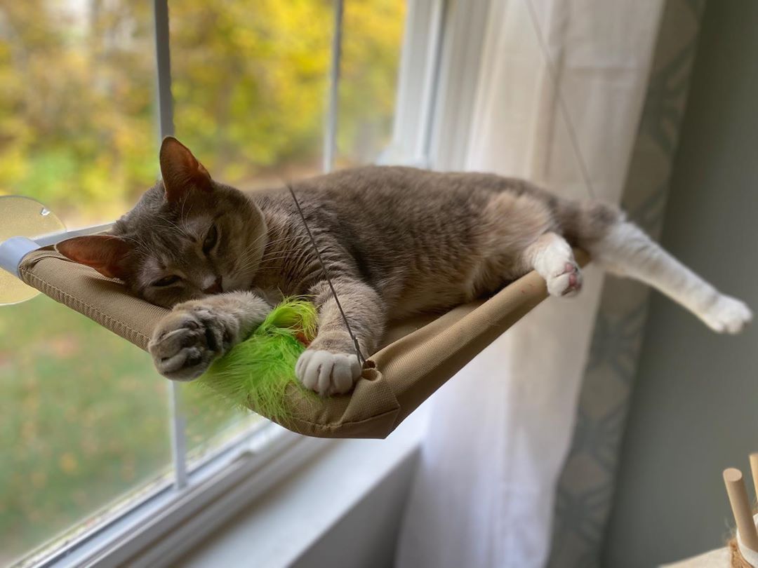 Window Mounted Cat Hammock Petites Paws