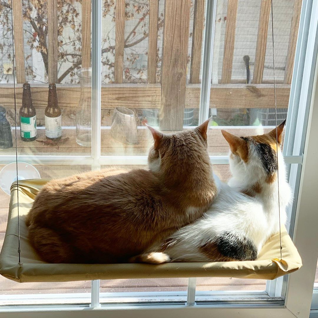 Window-Mounted Cat Hammock - Petites Paws