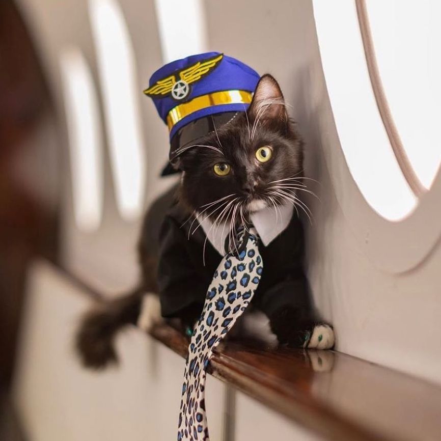 Air Force Cat Costume