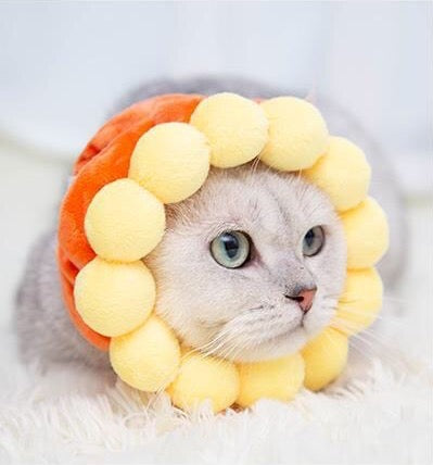 Sunflower Cat Costume - Petites Paws