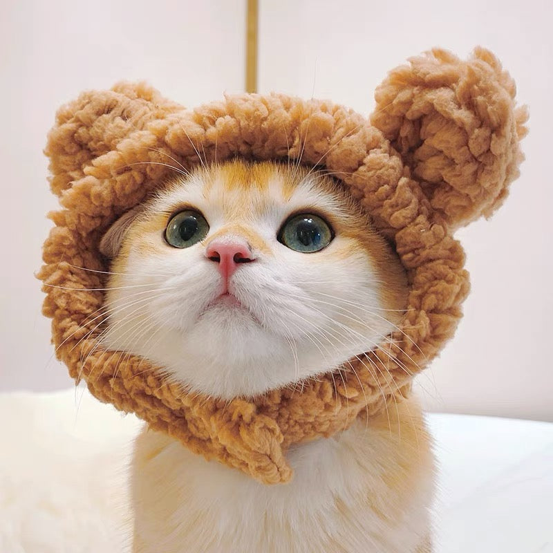 Teddy 2025 bear cat