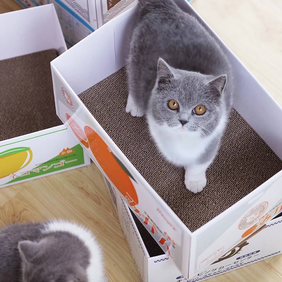 A cat in a Japanese Kawaii Cat Scratch Box with Cardboard