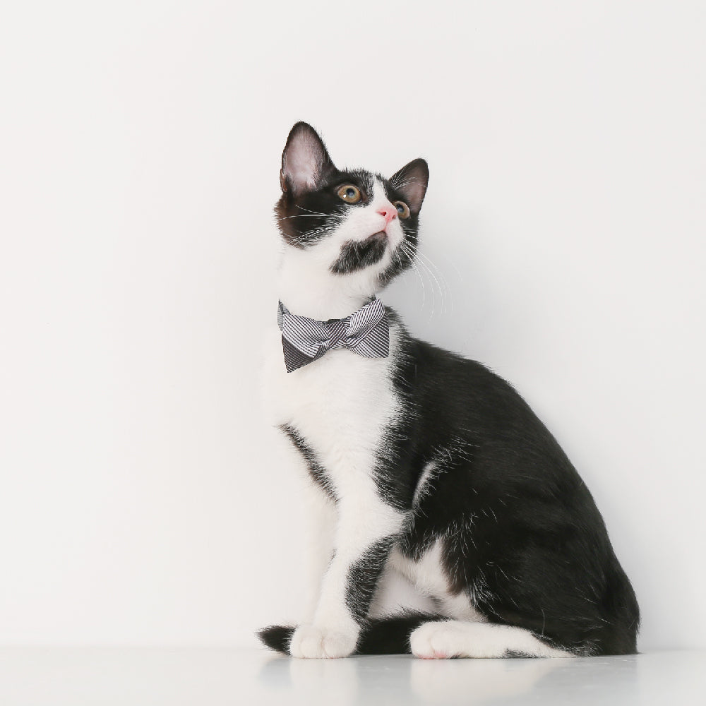 Pidan Classy Stripe Cat Collar - Petites Paws