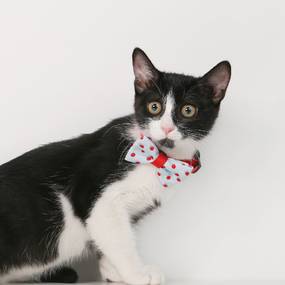 Pidan Polka Dots Cat Collar - Petites Paws