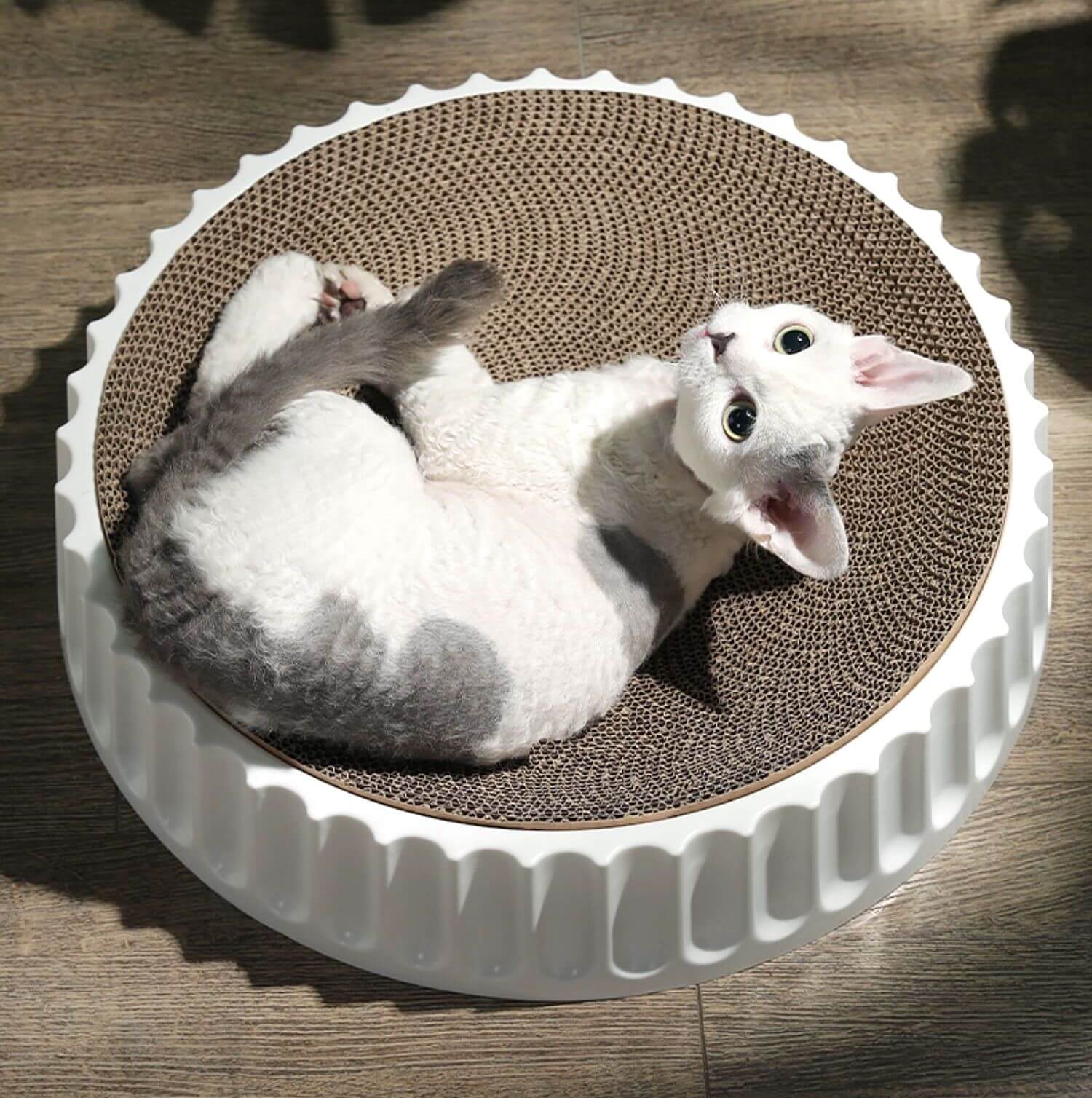 Round cardboard best sale cat bed