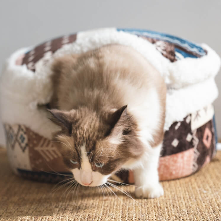 Cat waking out from Nordic Fair Isle Covered Cat Bed