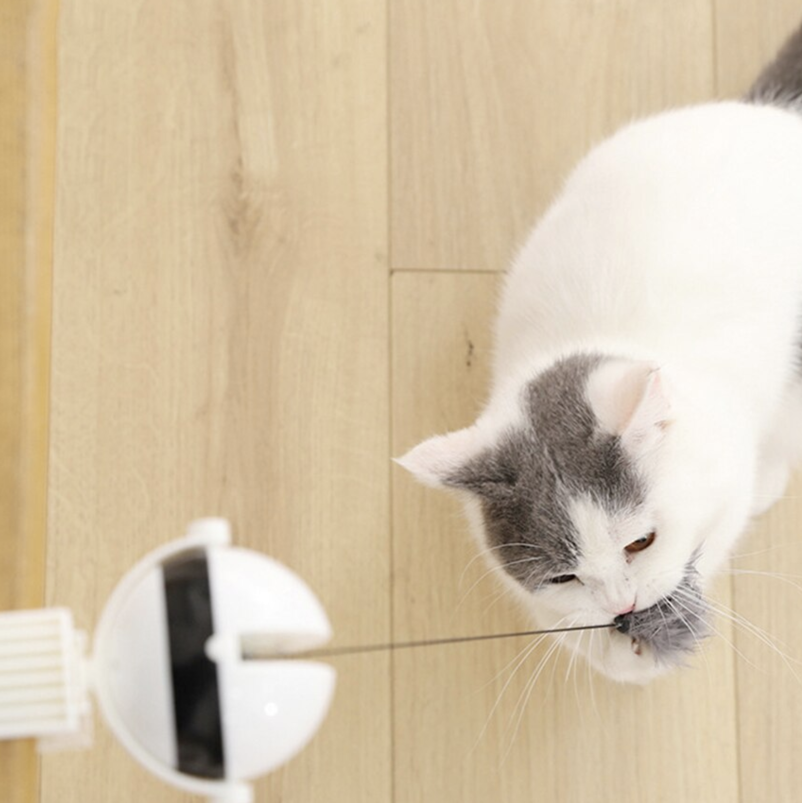Smart Edge Ball - Electronic Interactive Cat Toy - Petites Paws