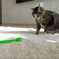 Cats playing with a Lifelike remote control Moving Snake Cat Toy