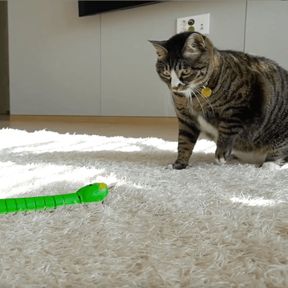 Cats Cucumbers Scared Funny Cat Cucumber Videos Funny Cat