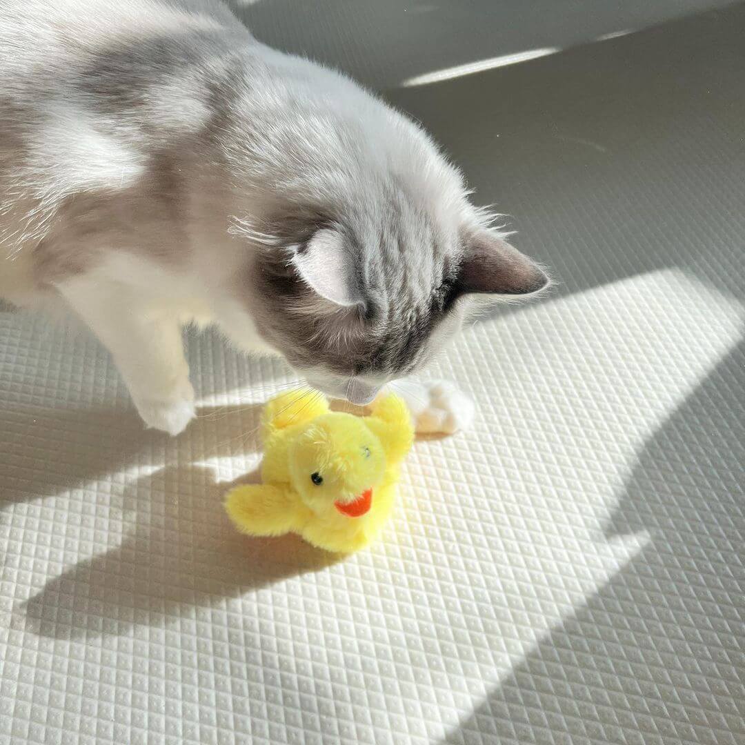 Duck cat outlet toy