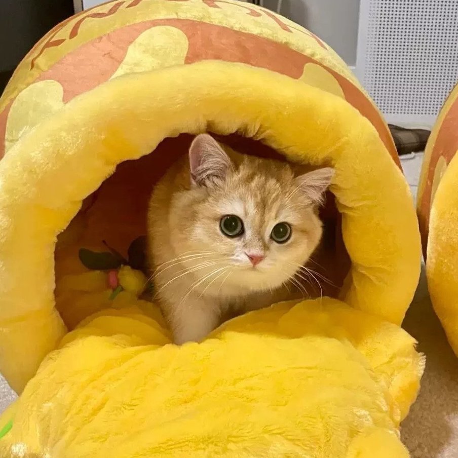 Winnie Honey Pot Cat Bed - Petites Paws