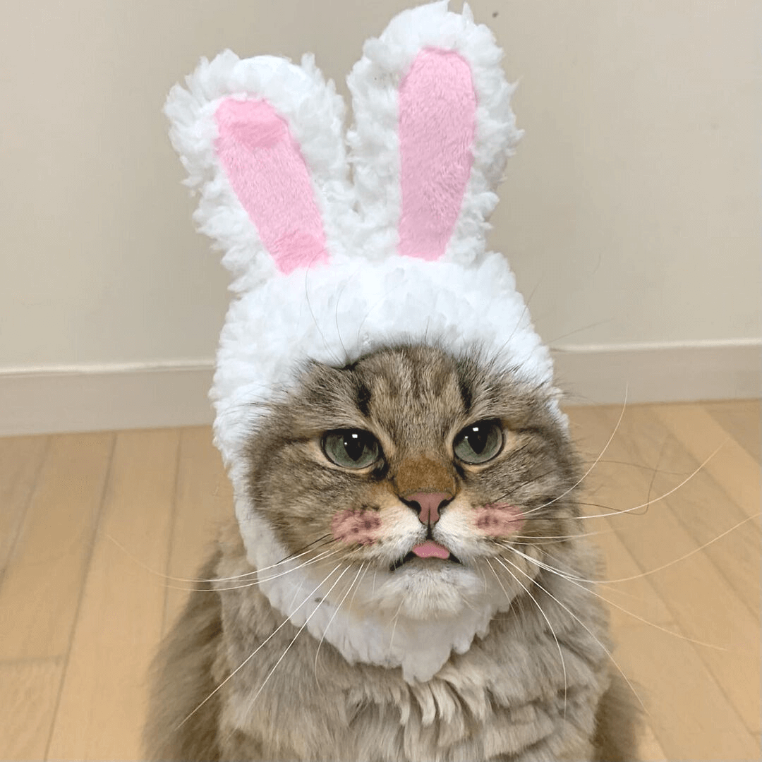 Bunny Cat Costume (White)