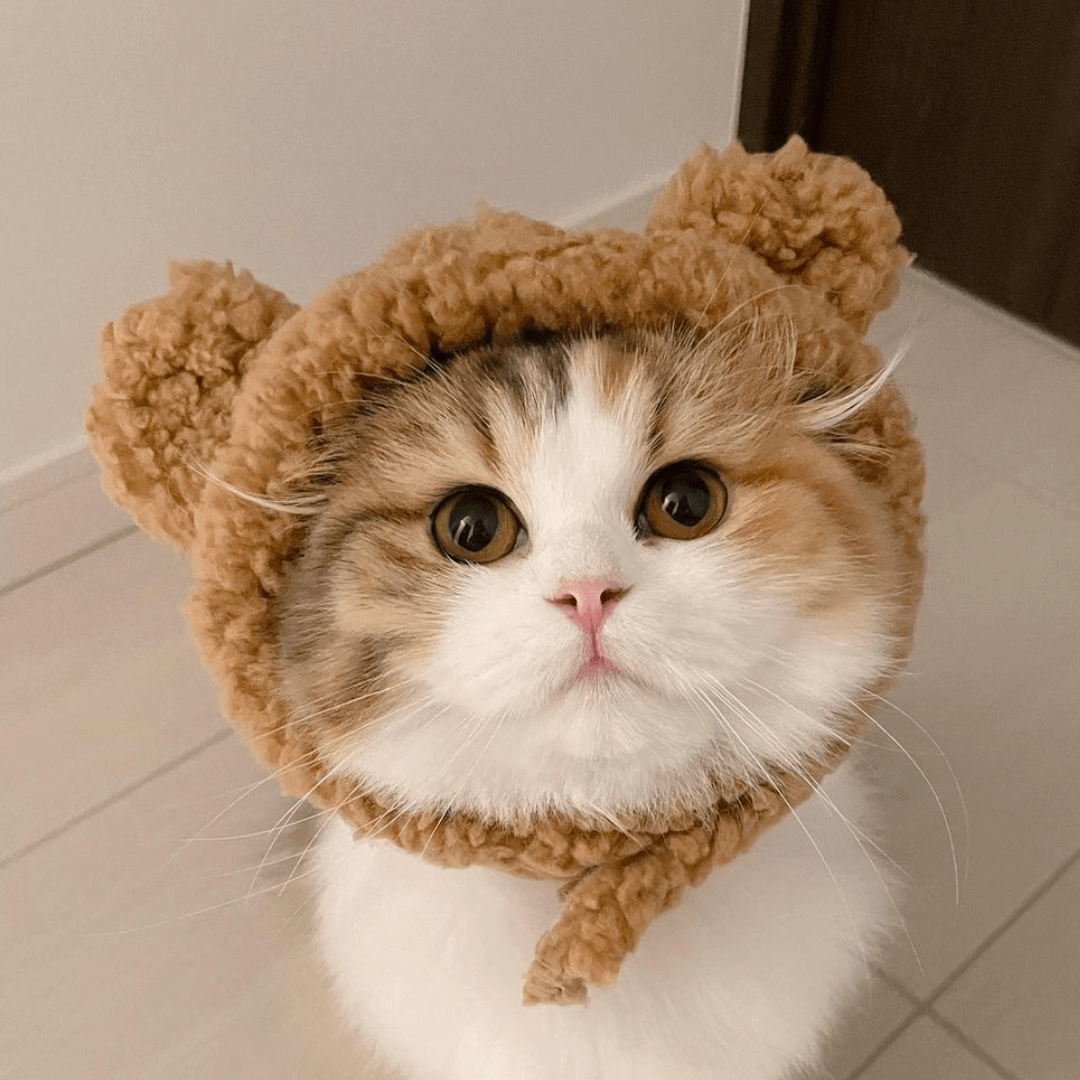 Bear Cat Costume