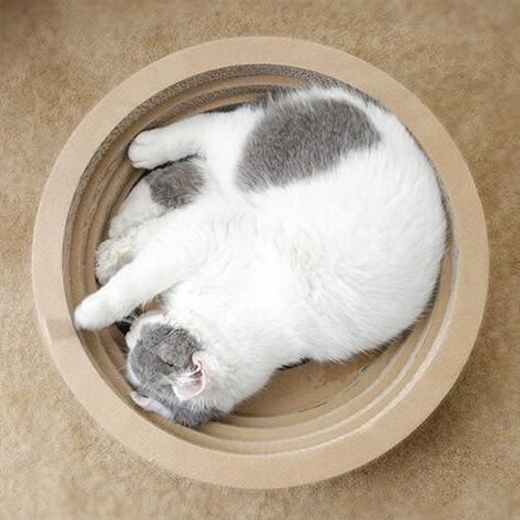 Cozy Cat Scratcher Bowl