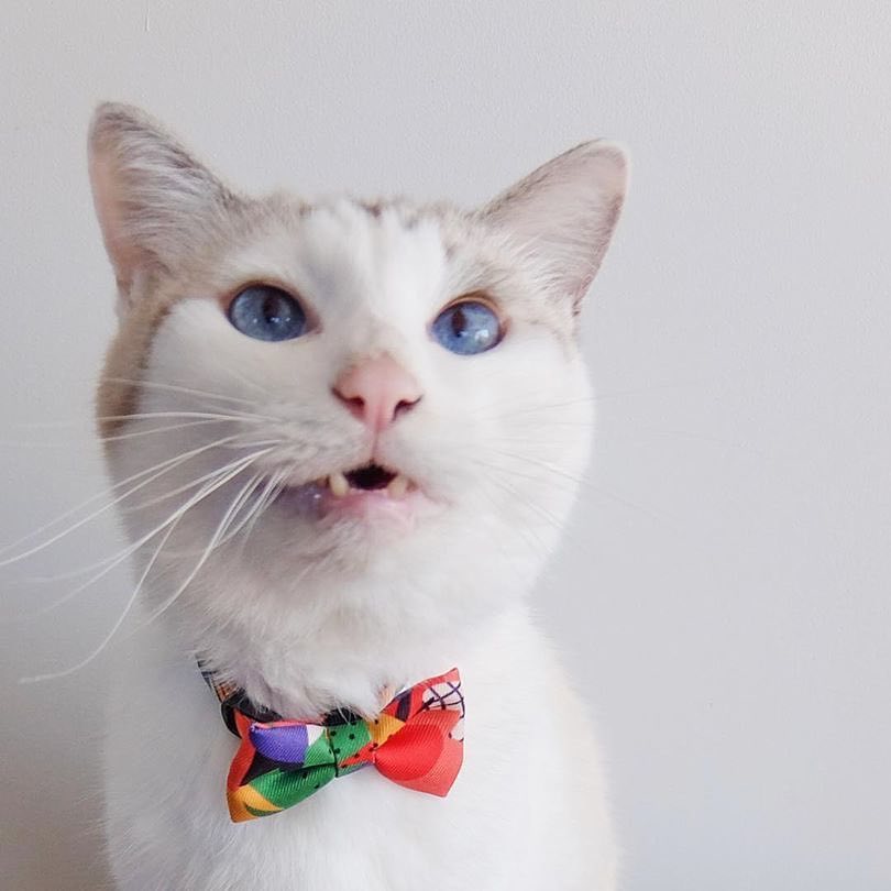 Pidan Modern Abstract Cat Collar - Petites Paws